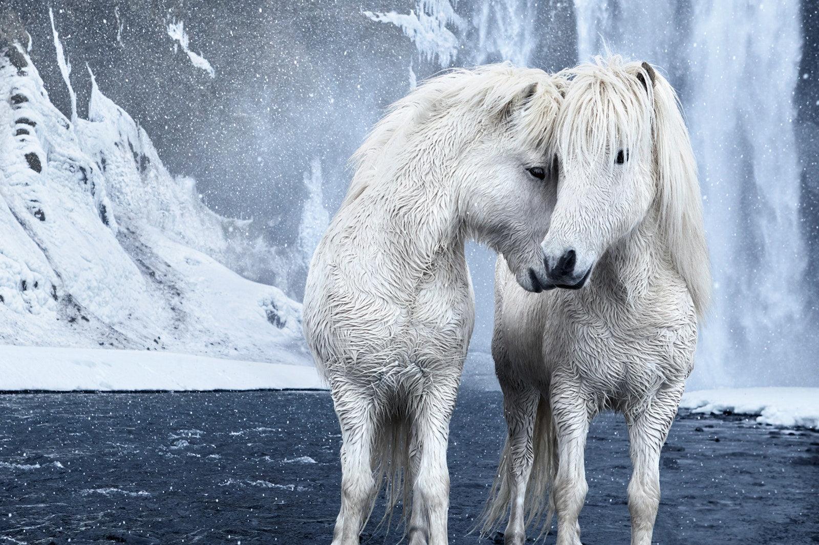 Untamed Spirits: Horses From Around the World