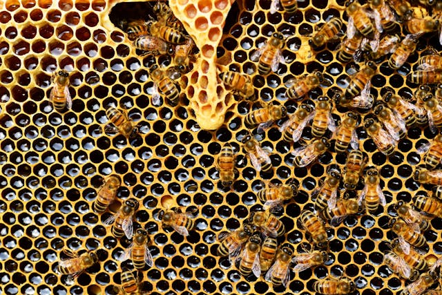Local Honey | Villa Villa Coola