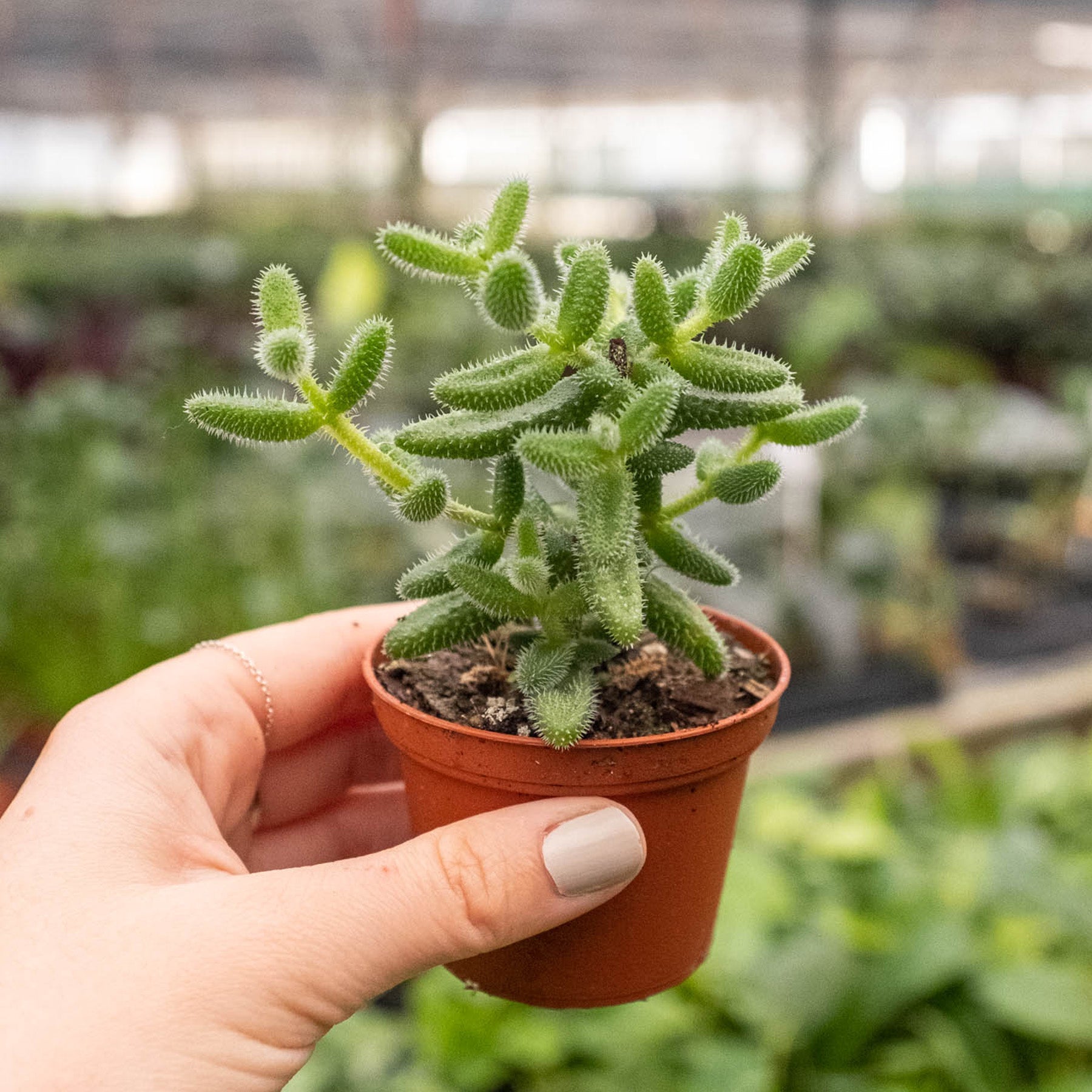 Delosperma echinatum 'Pickle Plant' by House Plant Shop