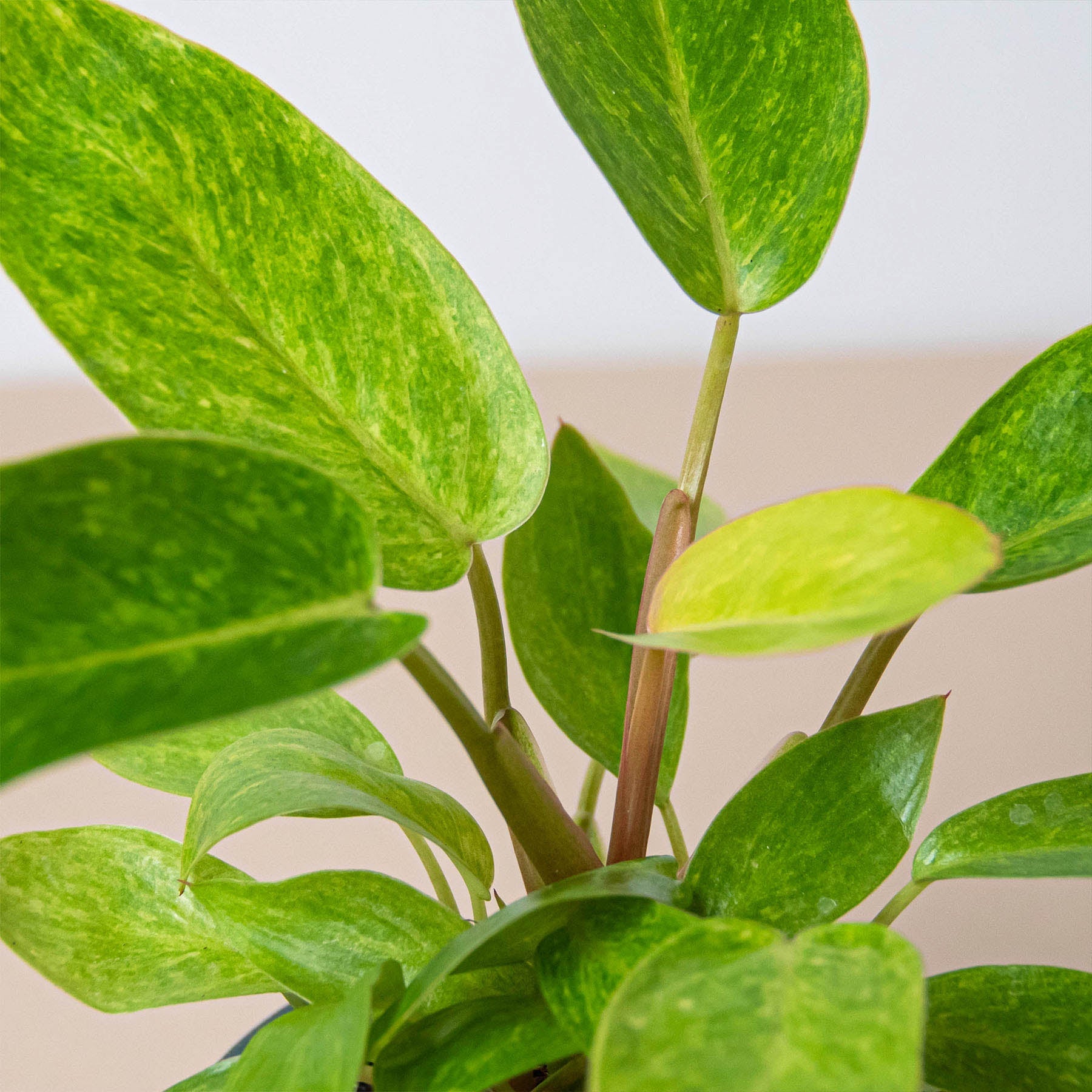 Rare Plant Bundle by House Plant Shop