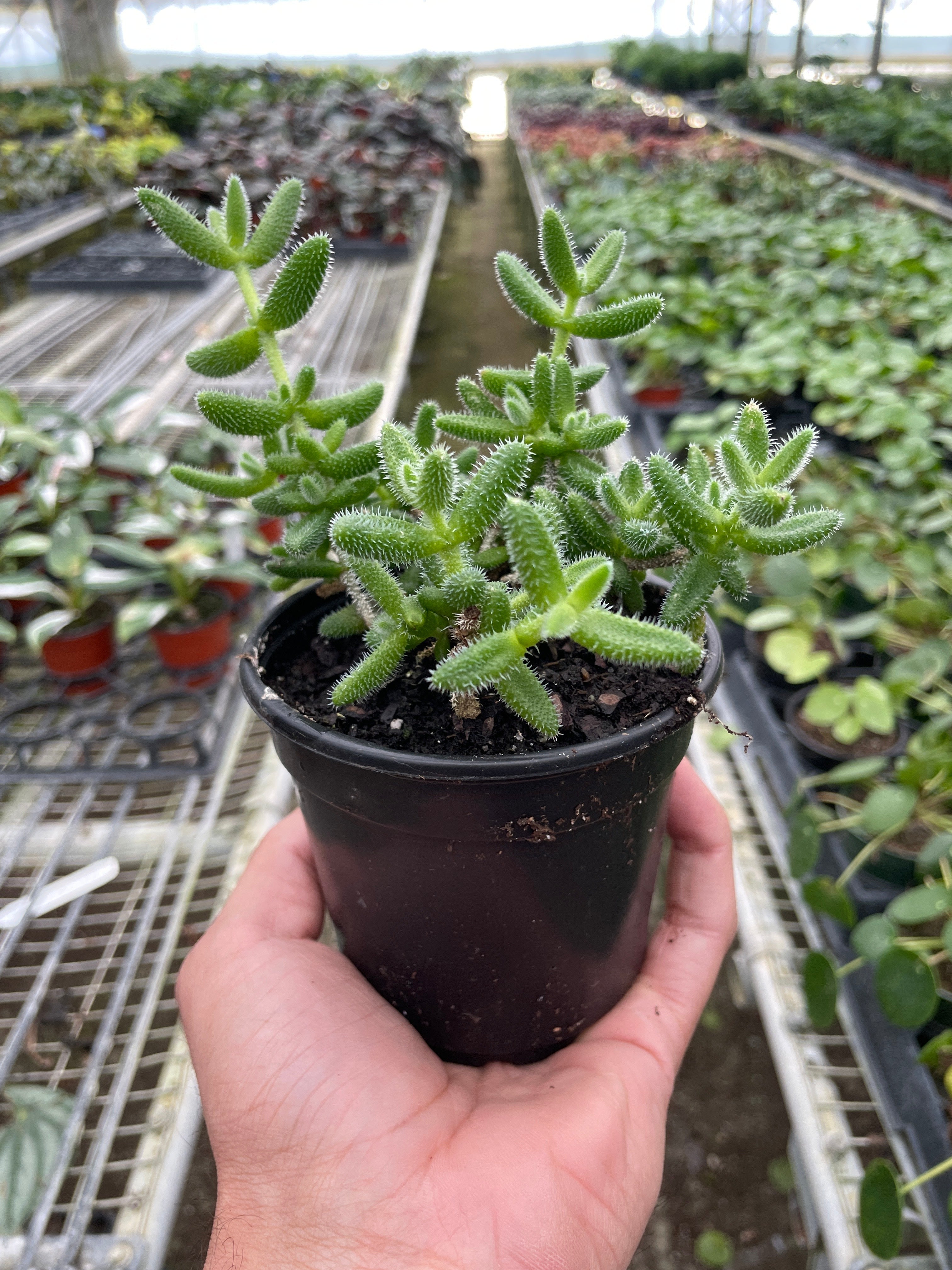 Delosperma echinatum 'Pickle Plant' by House Plant Shop