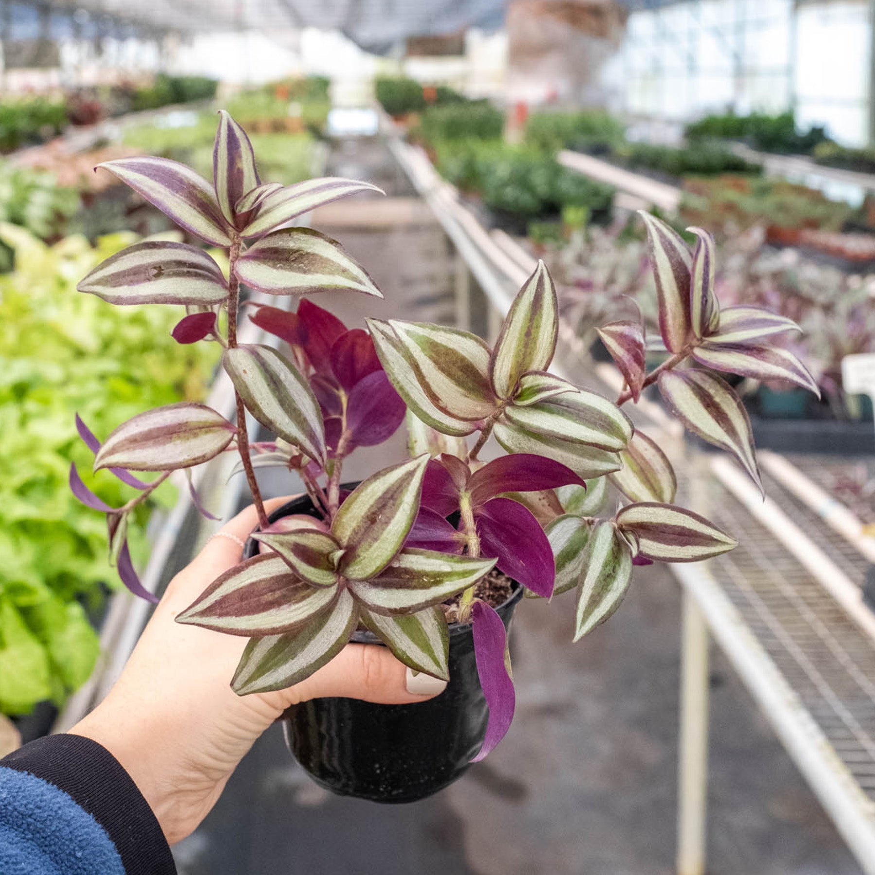 Tradescantia Zebrina 'Wandering Dude' by House Plant Shop