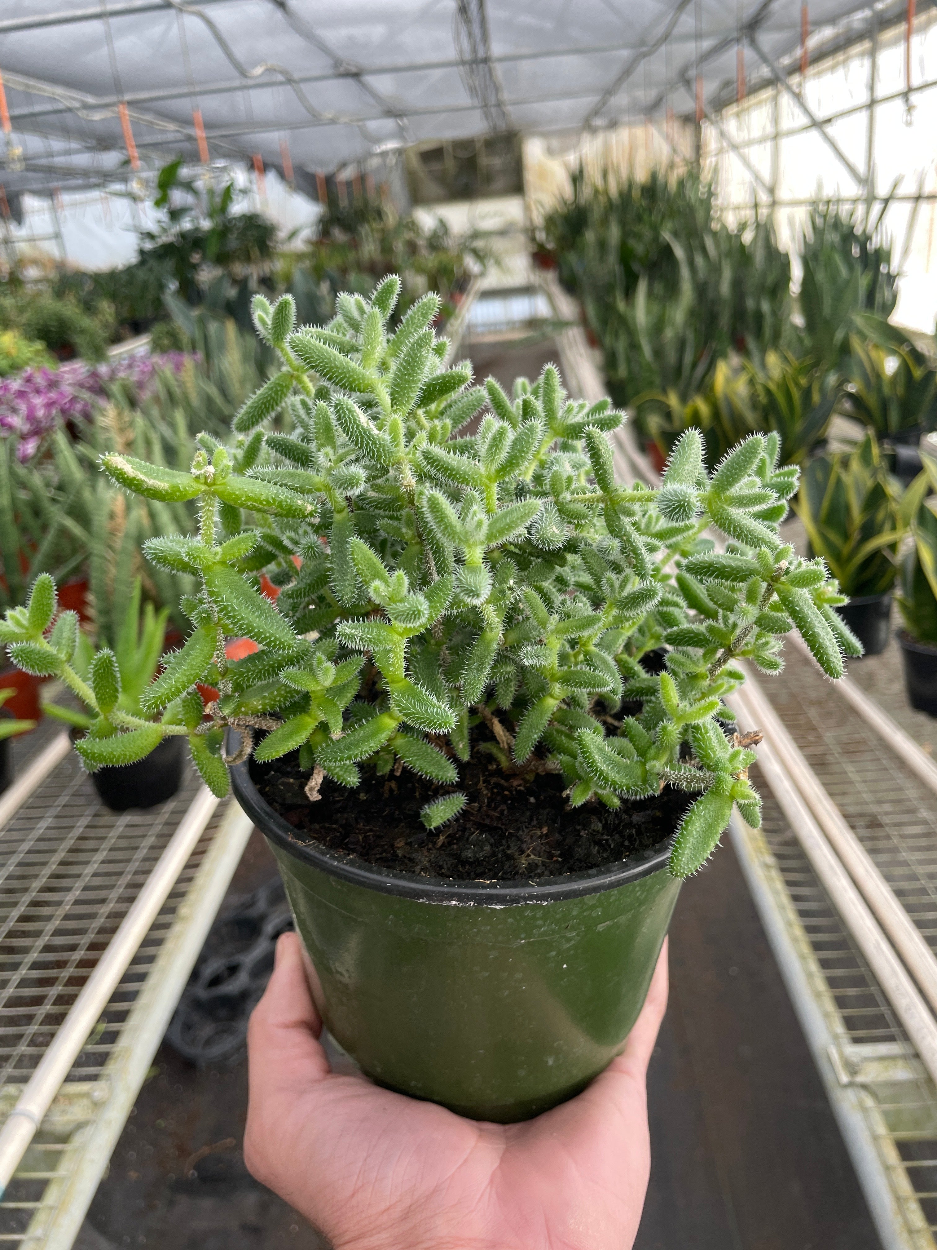 Delosperma echinatum 'Pickle Plant' by House Plant Shop