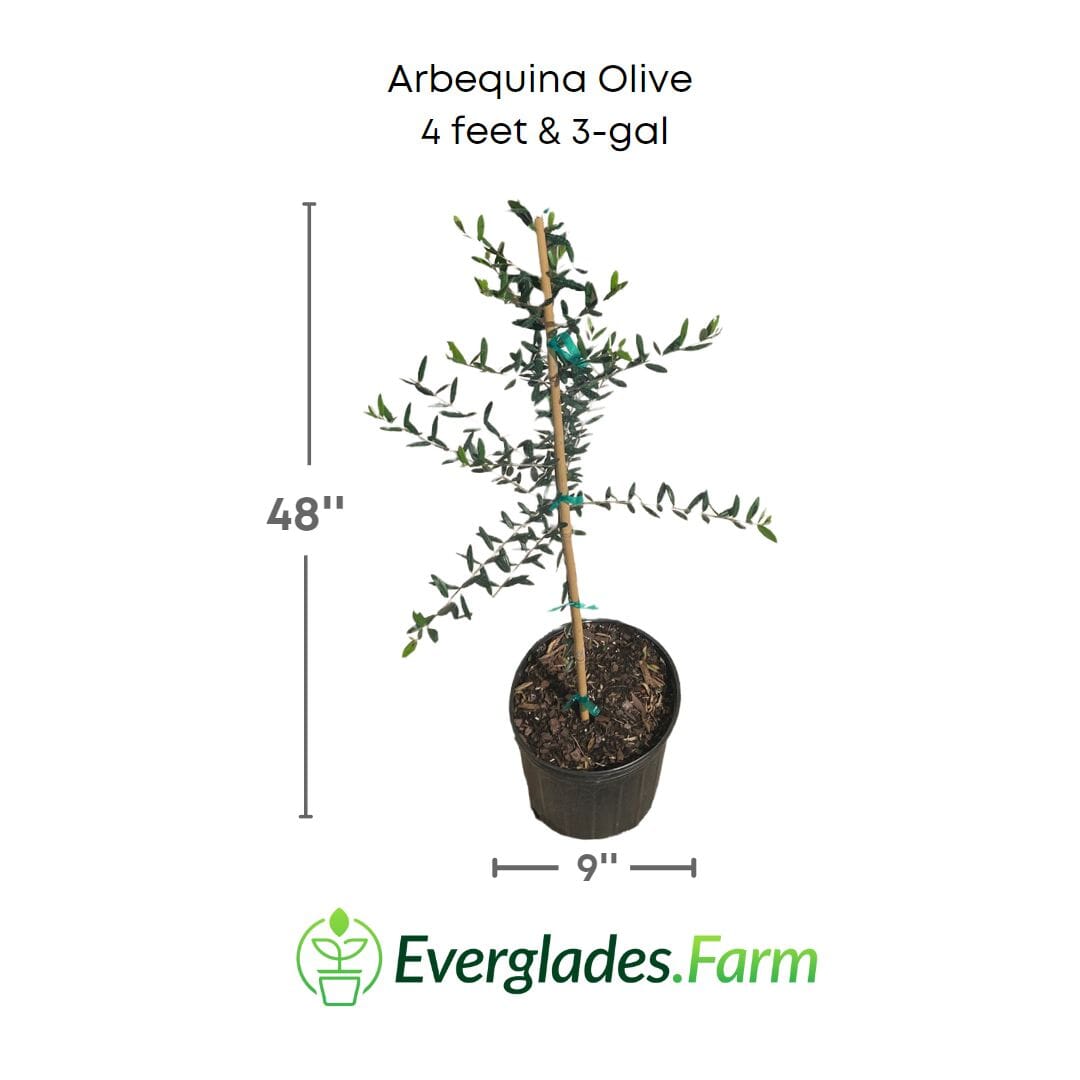 Arbequina Olive Tree, Semi-Dwarf