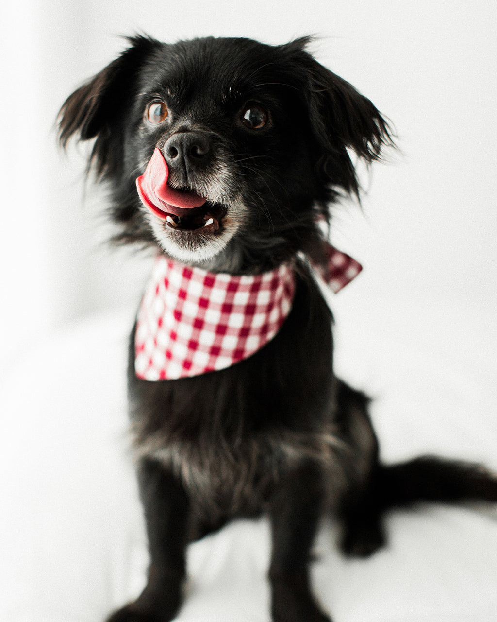 GINGHAM BANDANA by MODERNBEAST