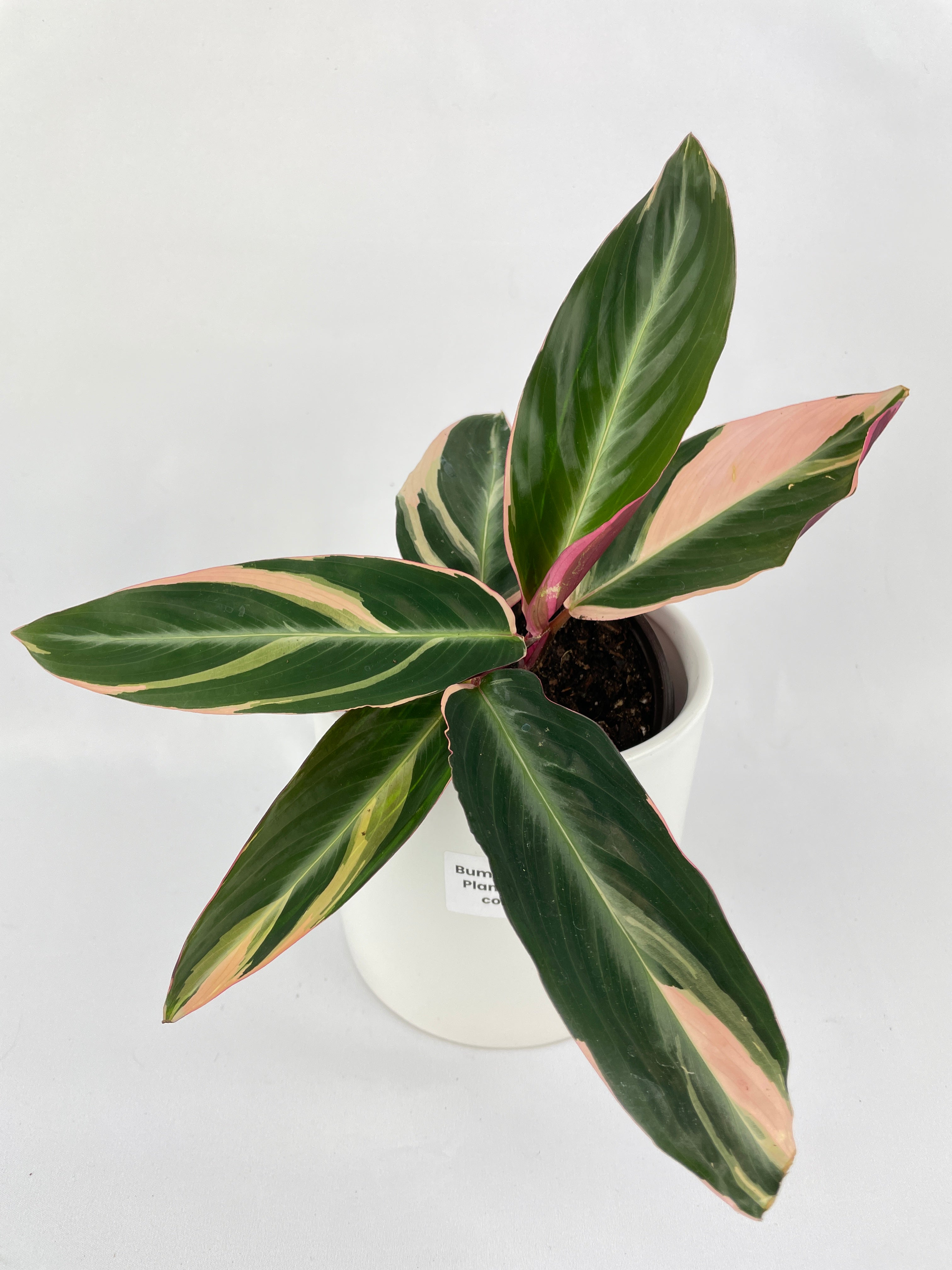 Calathea Triostar (Stromanthe Sanguinea) by Bumble Plants