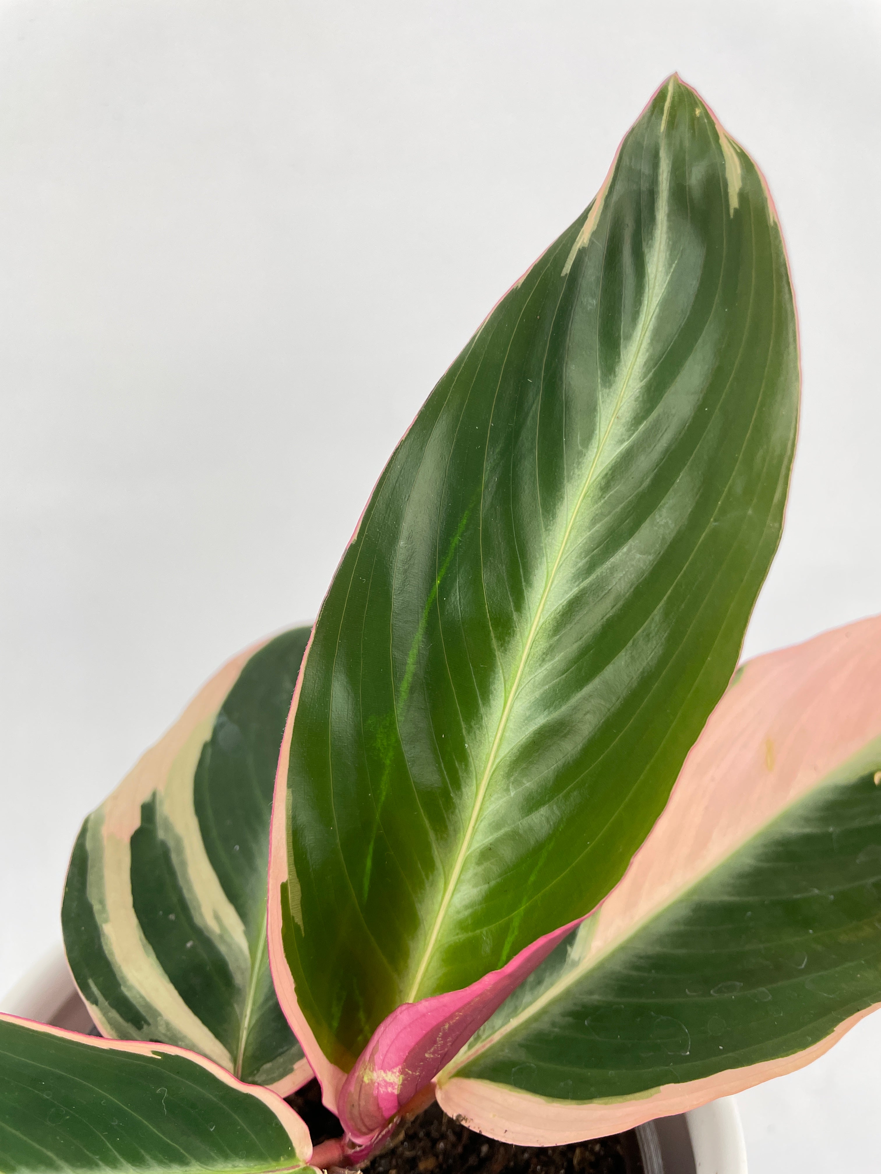 Calathea Triostar (Stromanthe Sanguinea) by Bumble Plants