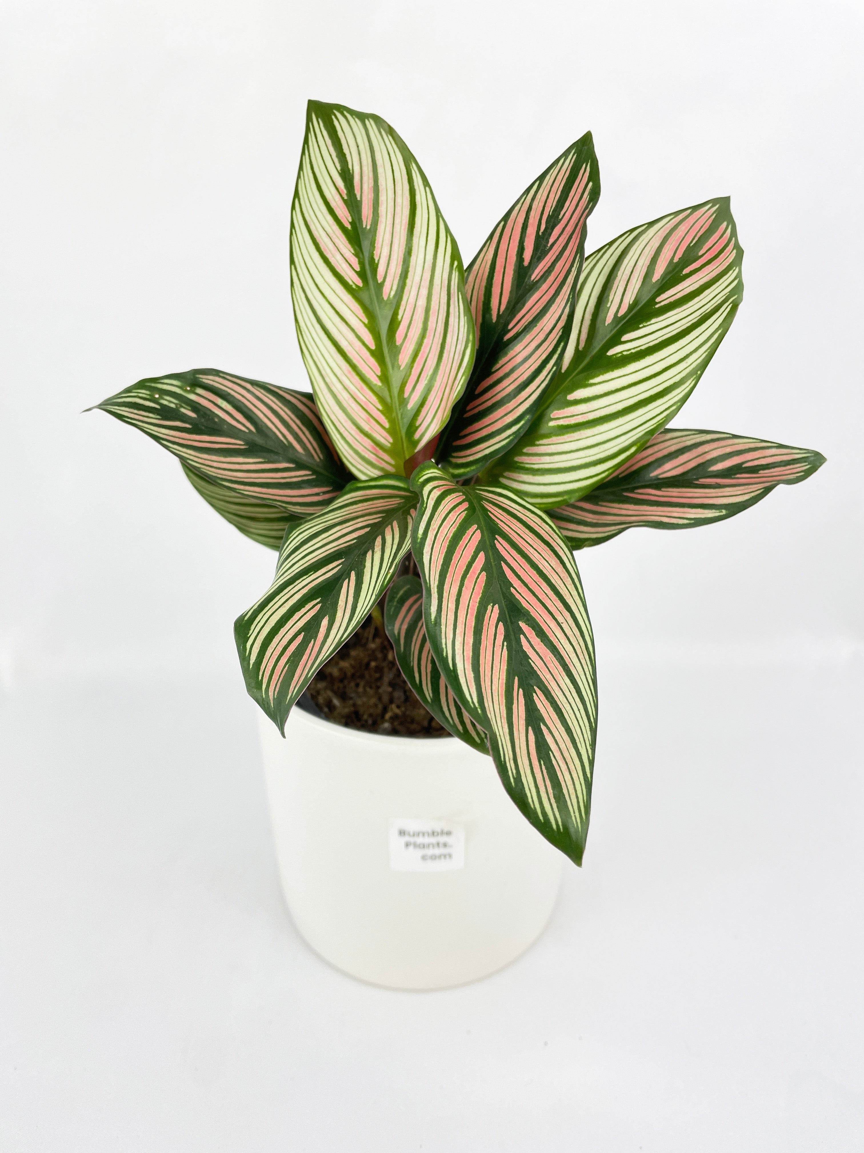 Calathea Majestica 'White Star' by Bumble Plants