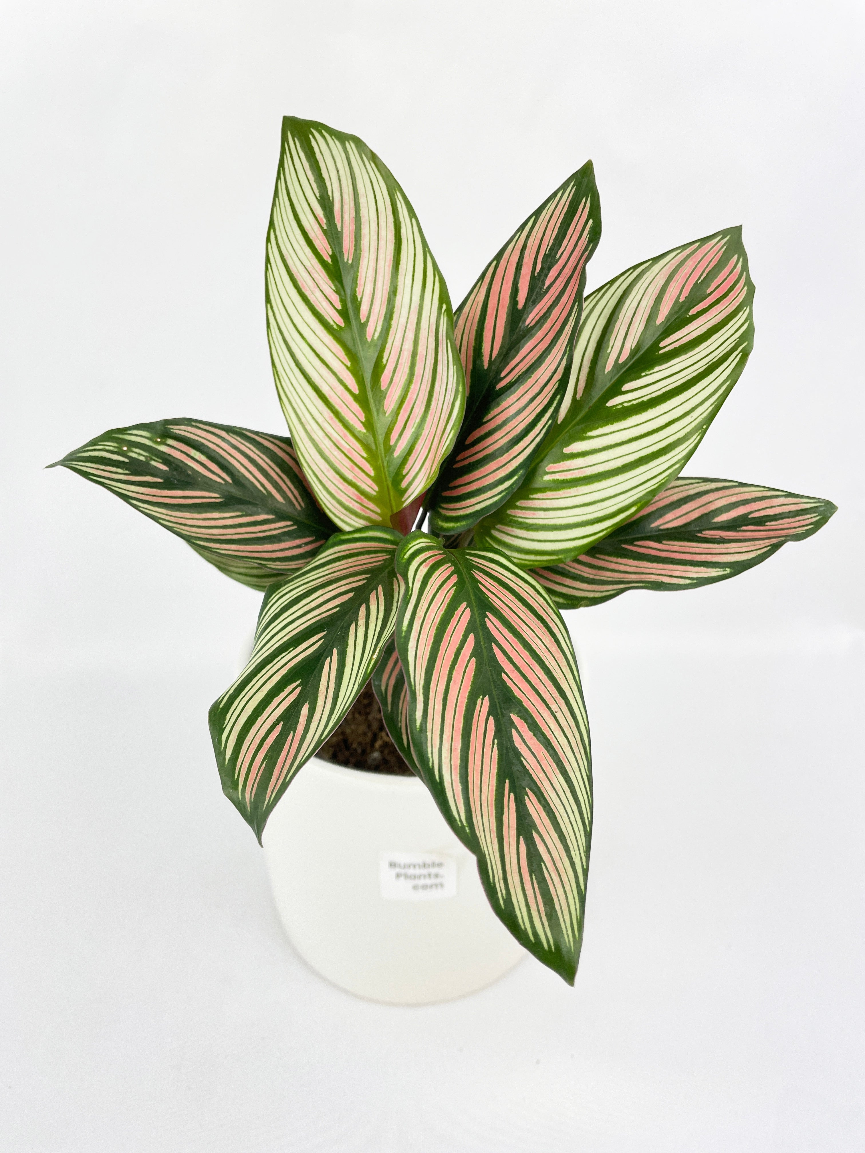 Calathea Majestica 'White Star' by Bumble Plants