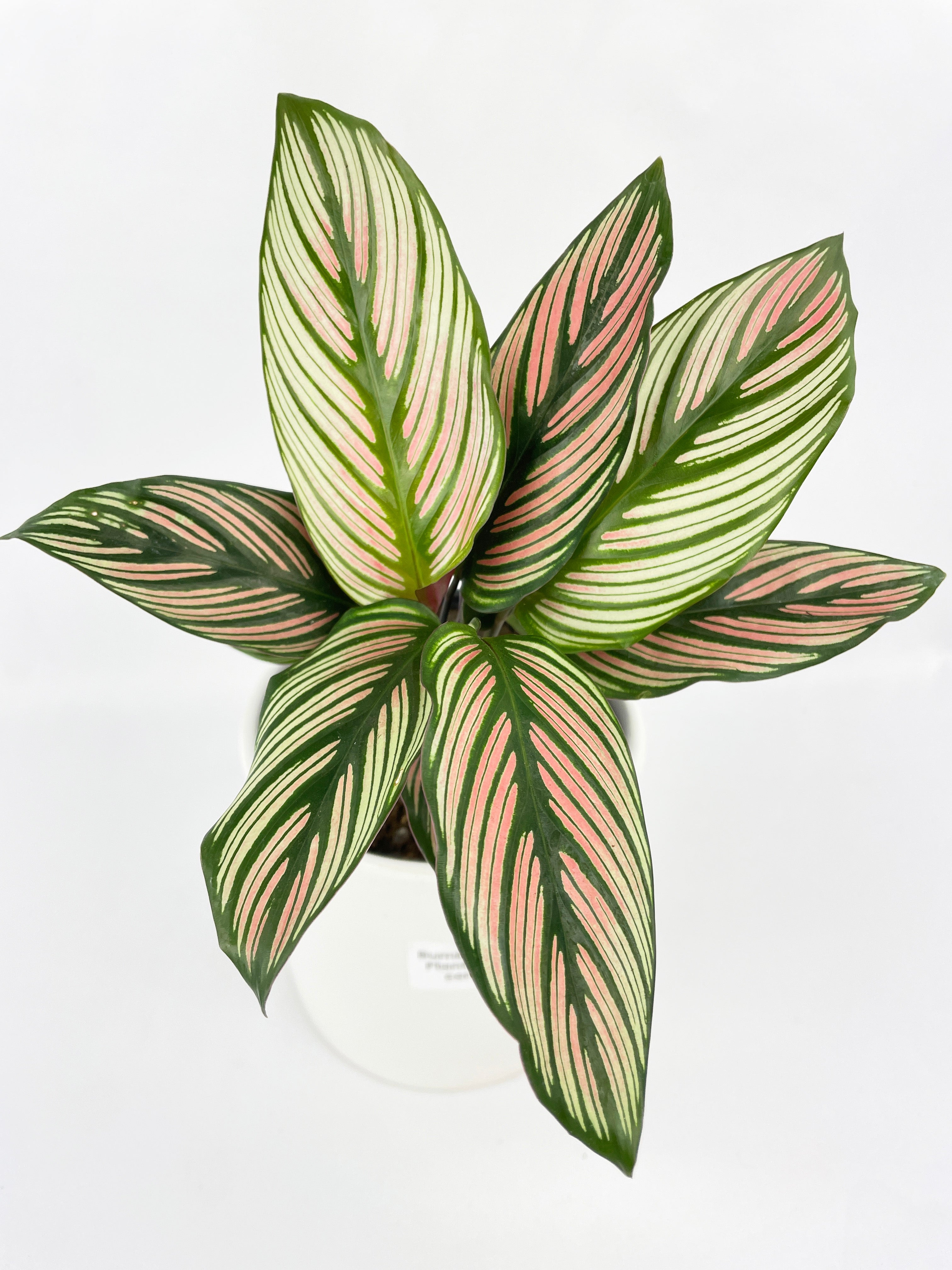 Calathea Majestica 'White Star' by Bumble Plants