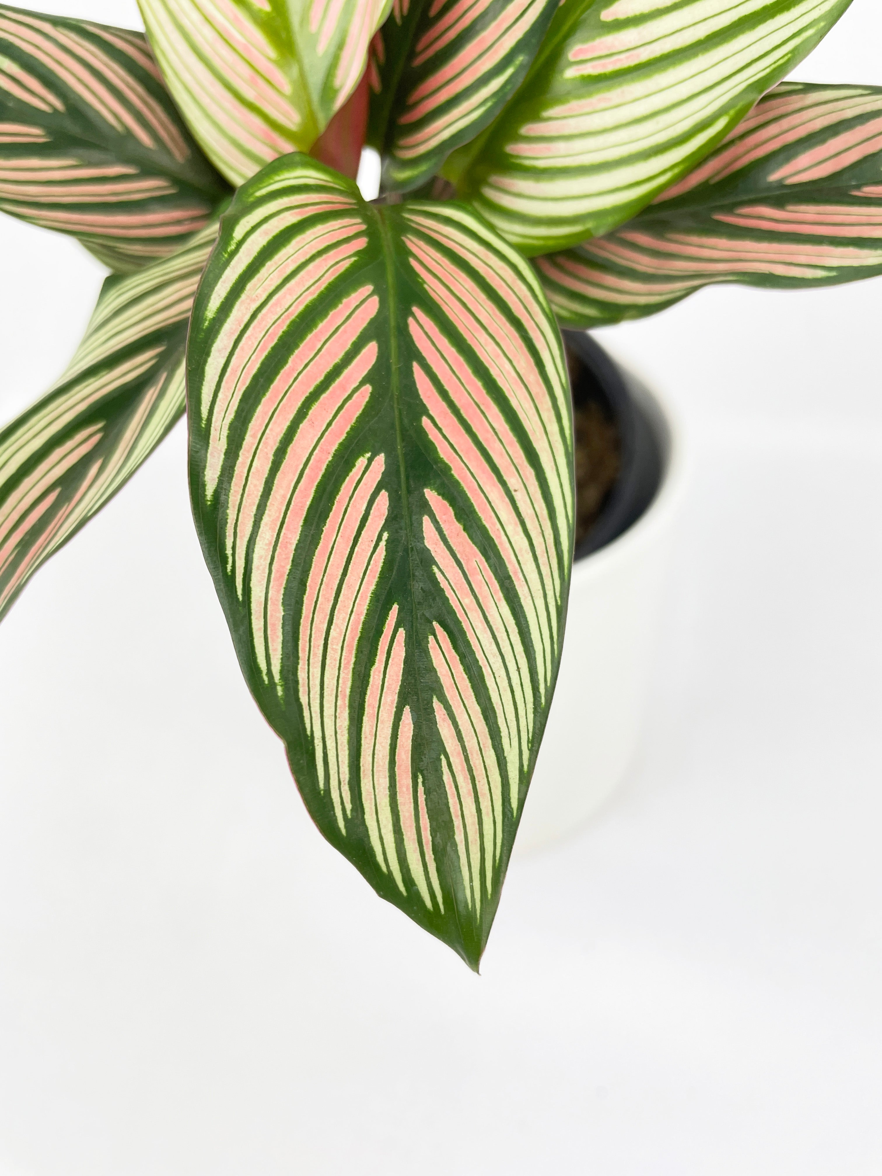 Calathea Majestica 'White Star' by Bumble Plants