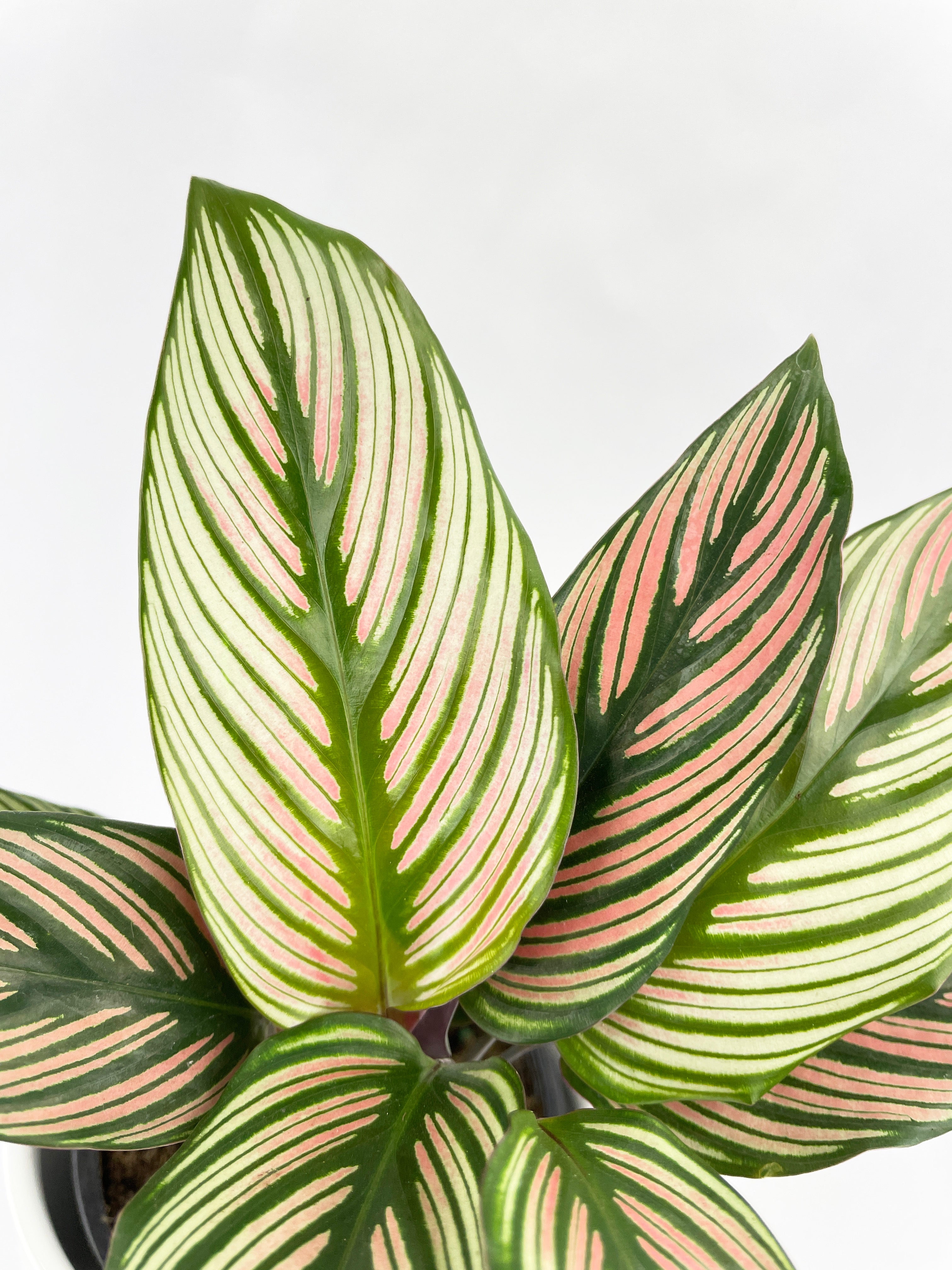 Calathea Majestica 'White Star' by Bumble Plants