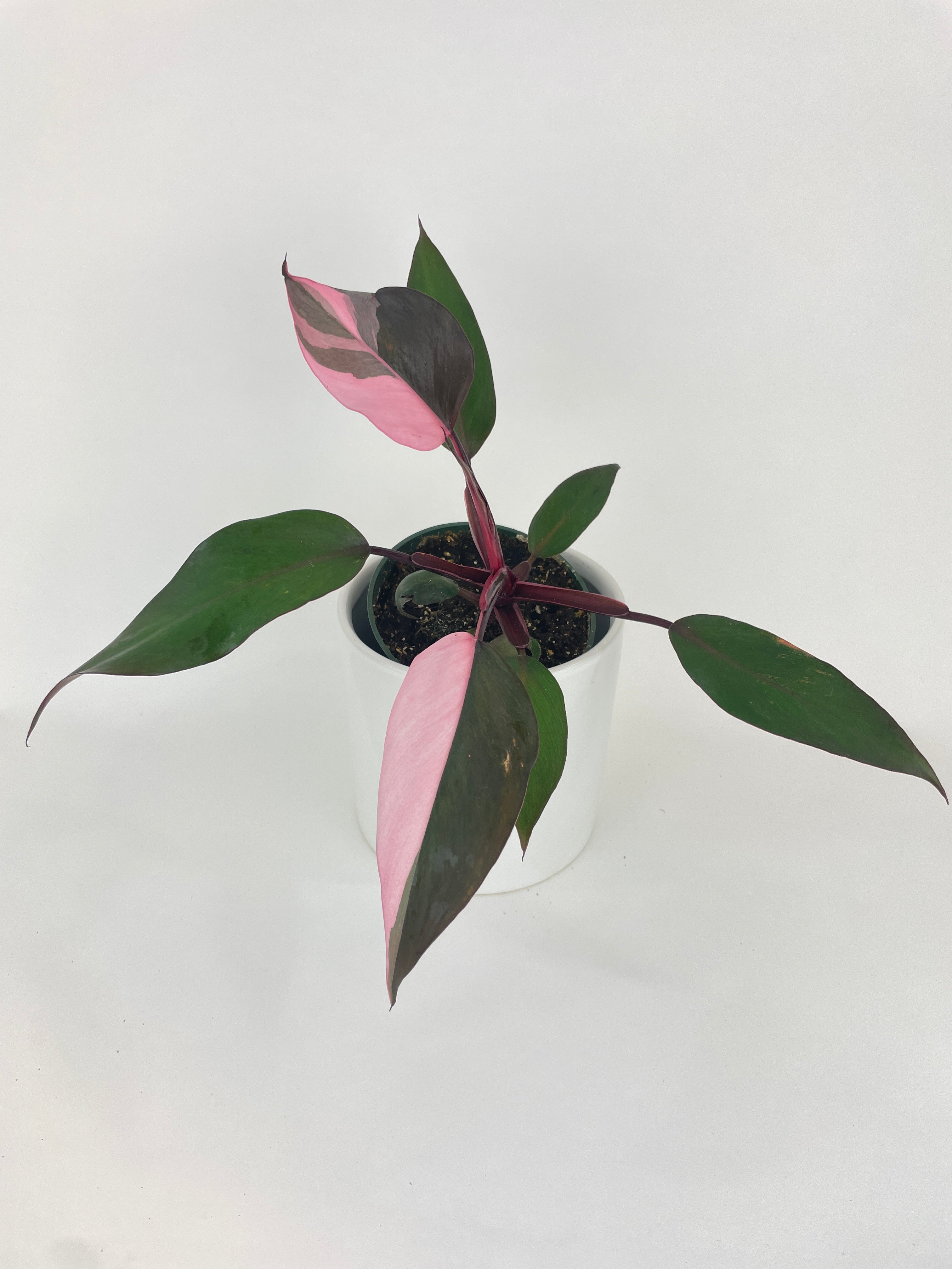 Philodendron Pink Princess by Bumble Plants