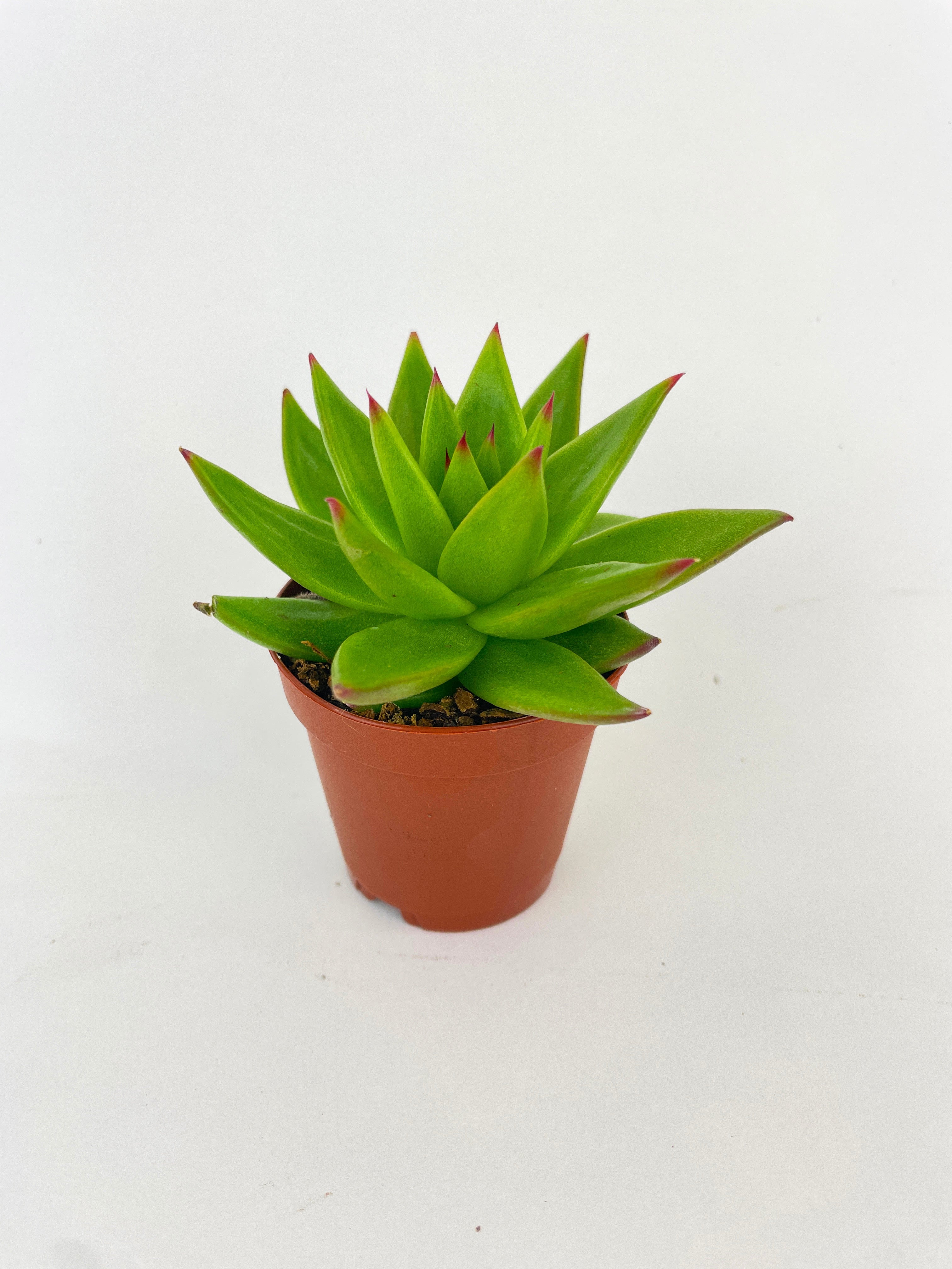 Echeveria Agavoides Succulent by Bumble Plants