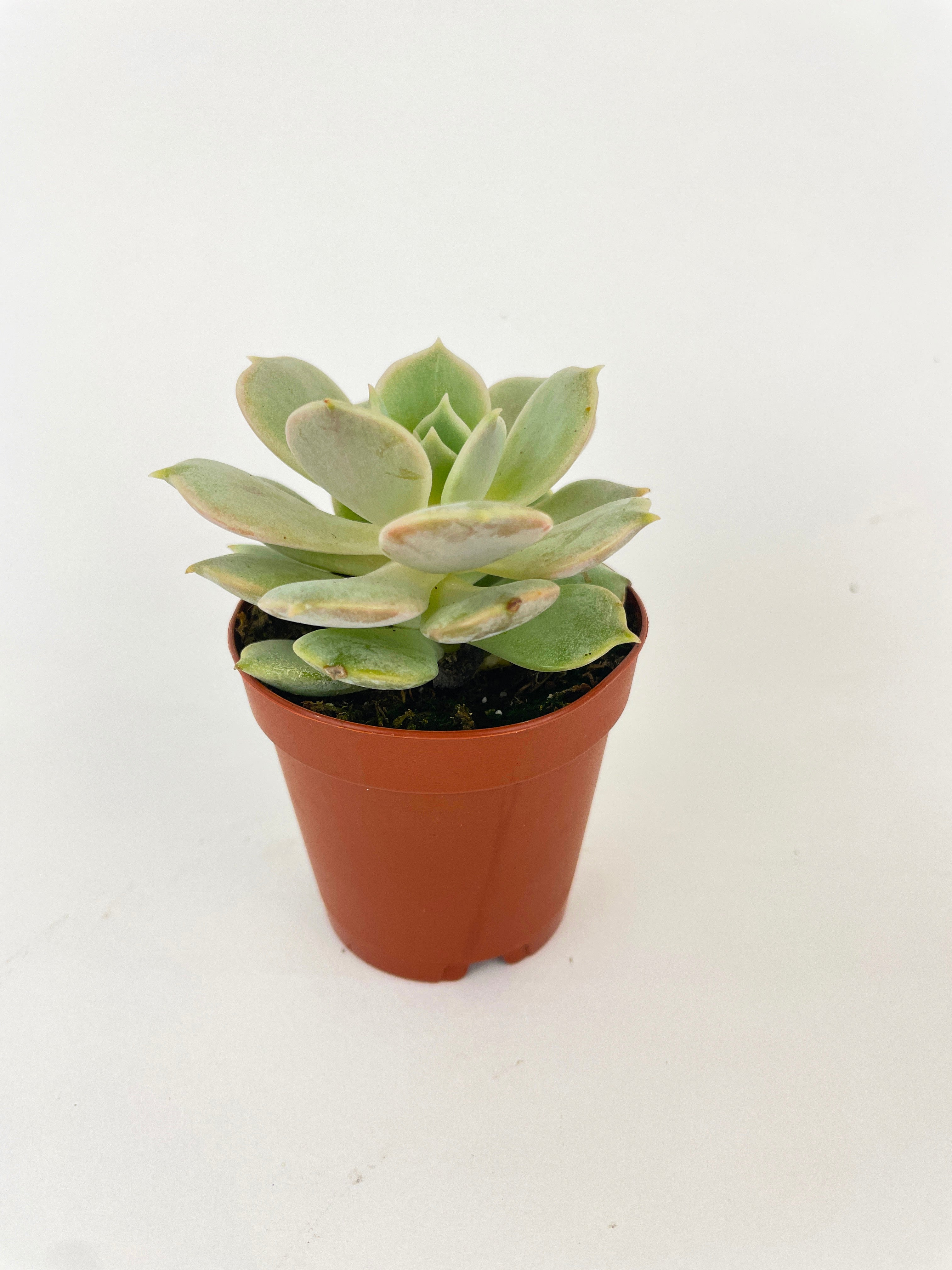 Echeveria Lola Succulent by Bumble Plants