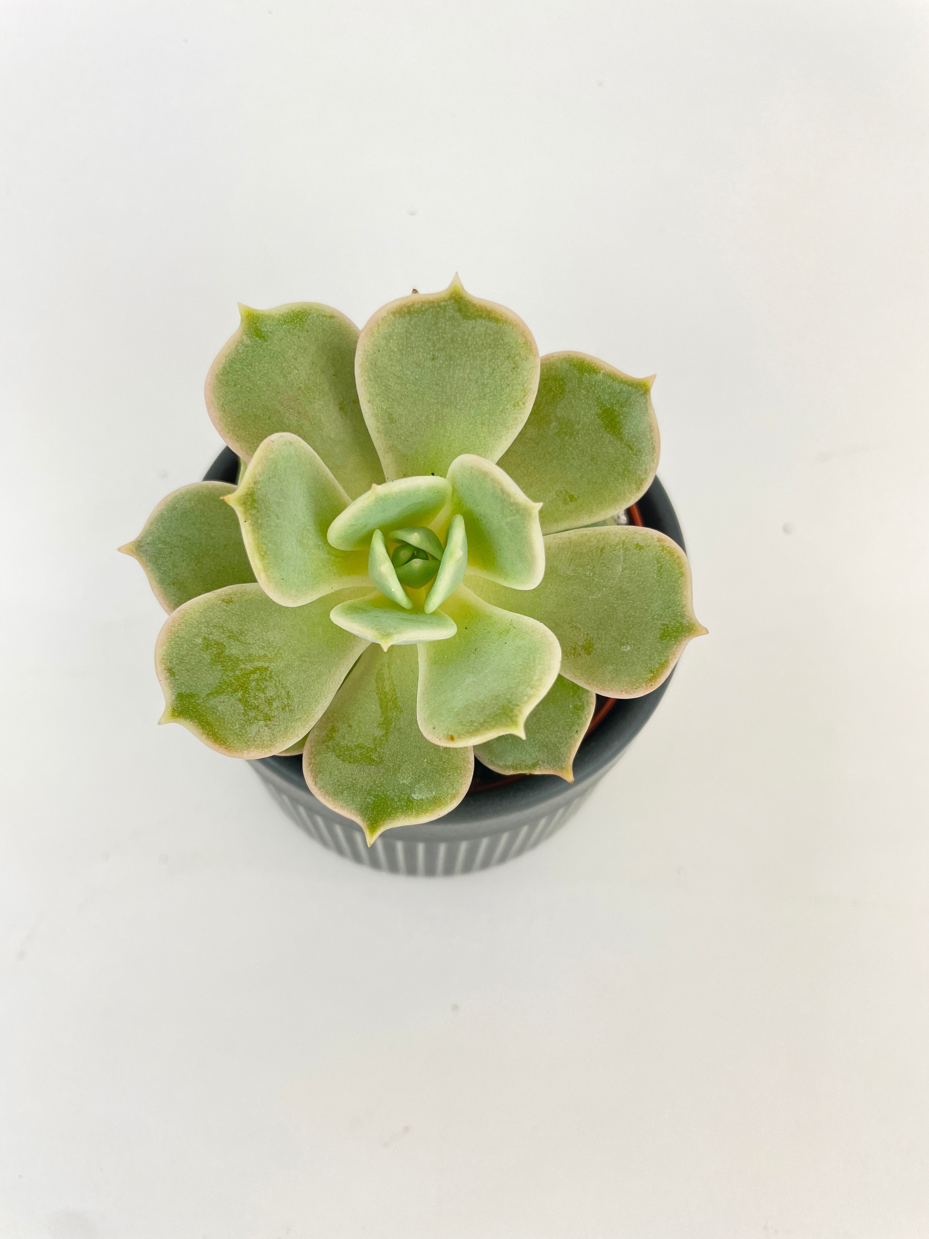 Echeveria Lola Succulent by Bumble Plants