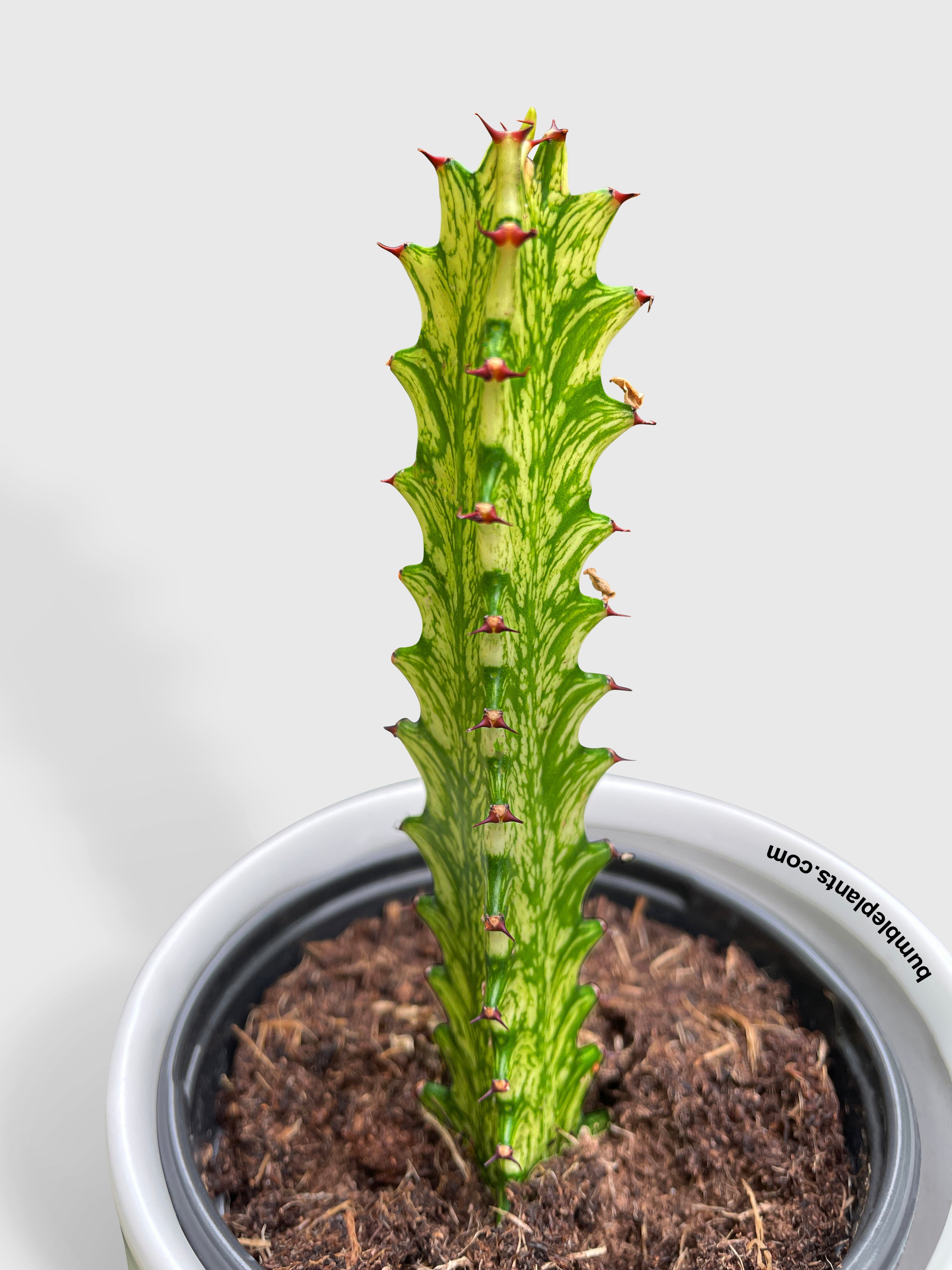 Euphorbia Trigona Variegated by Bumble Plants