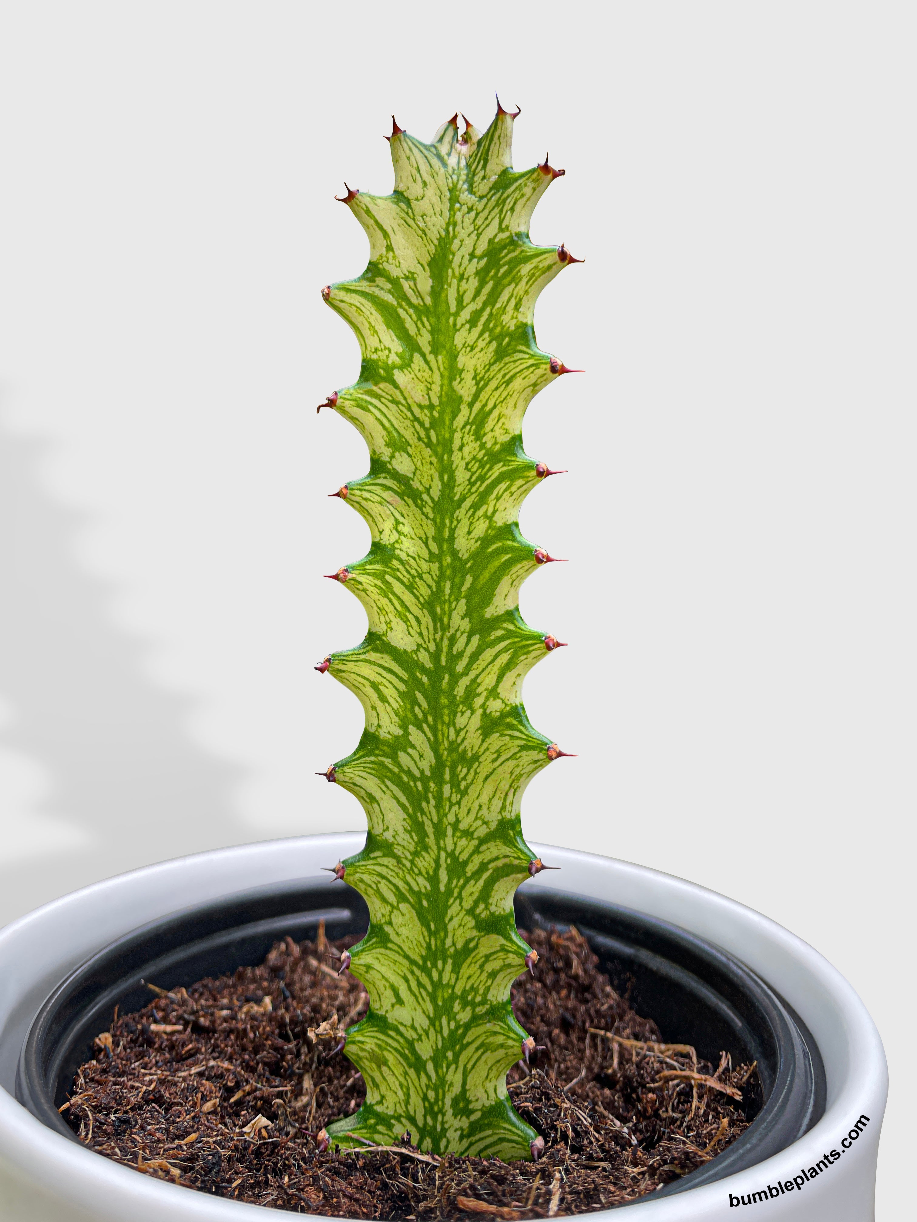 Euphorbia Trigona Variegated by Bumble Plants