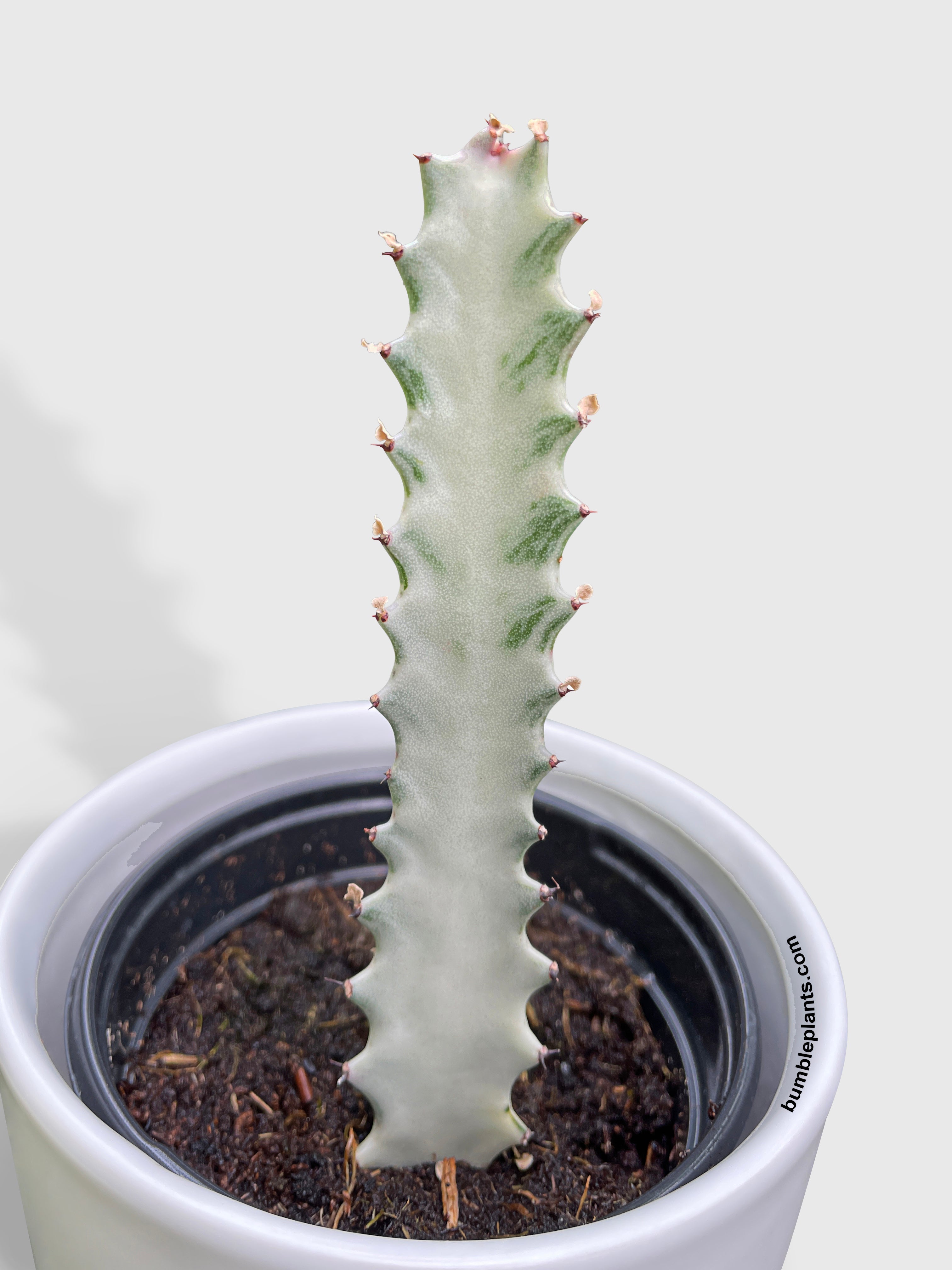 Euphorbia Lactea 'White Ghost' by Bumble Plants