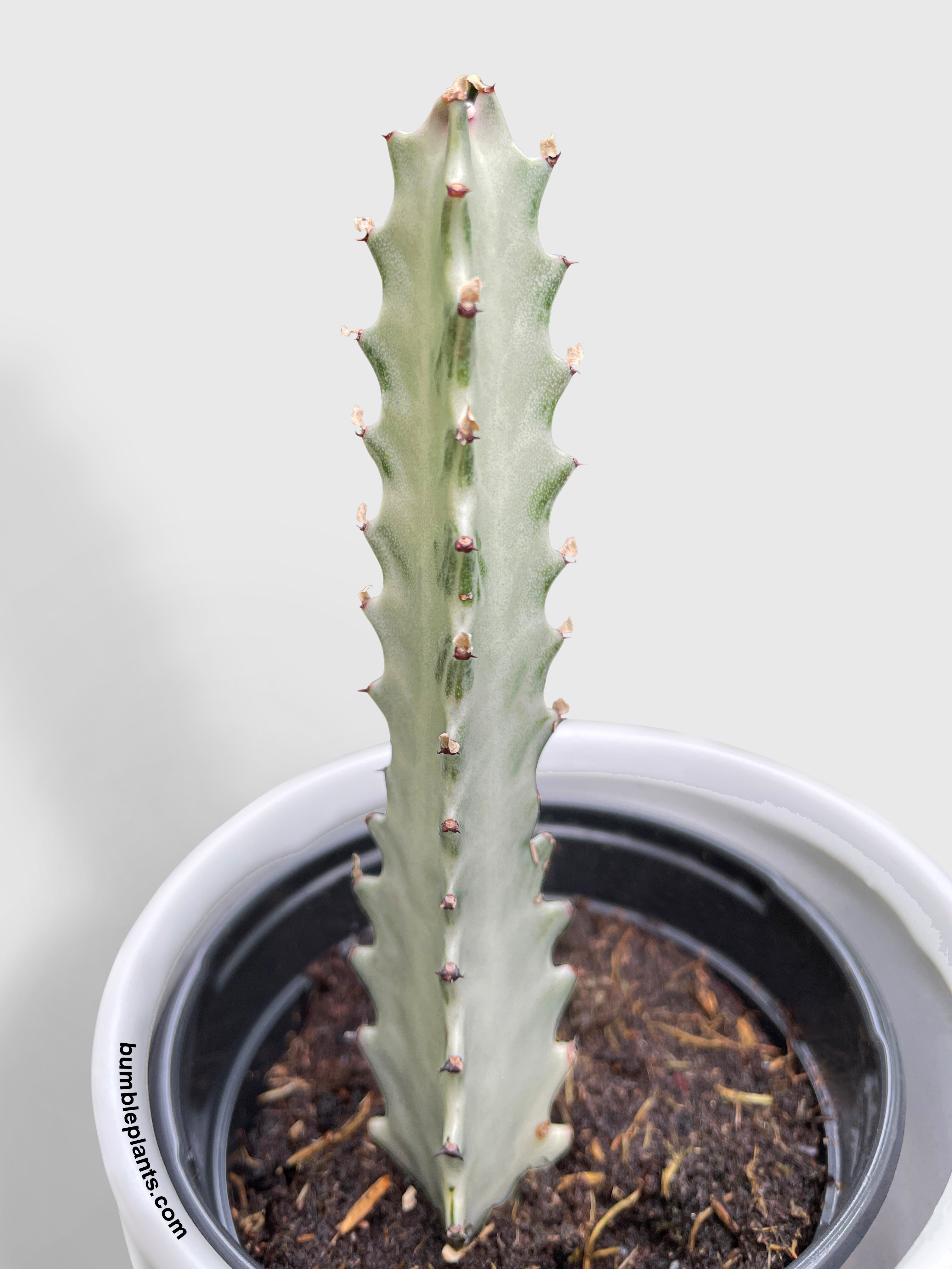 Euphorbia Lactea 'White Ghost' by Bumble Plants