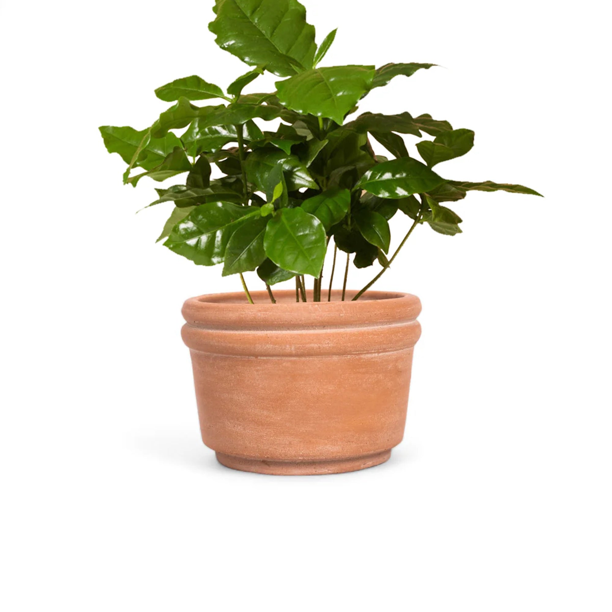 Felipe Small Terracotta Planter