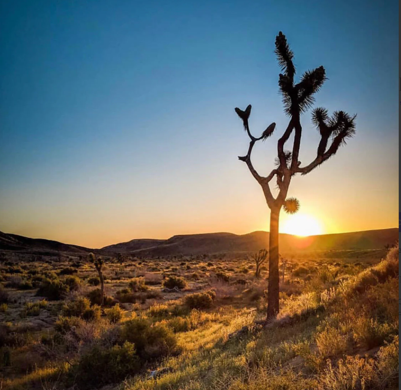 DESERT - ESSENTIAL OIL - CAMPO