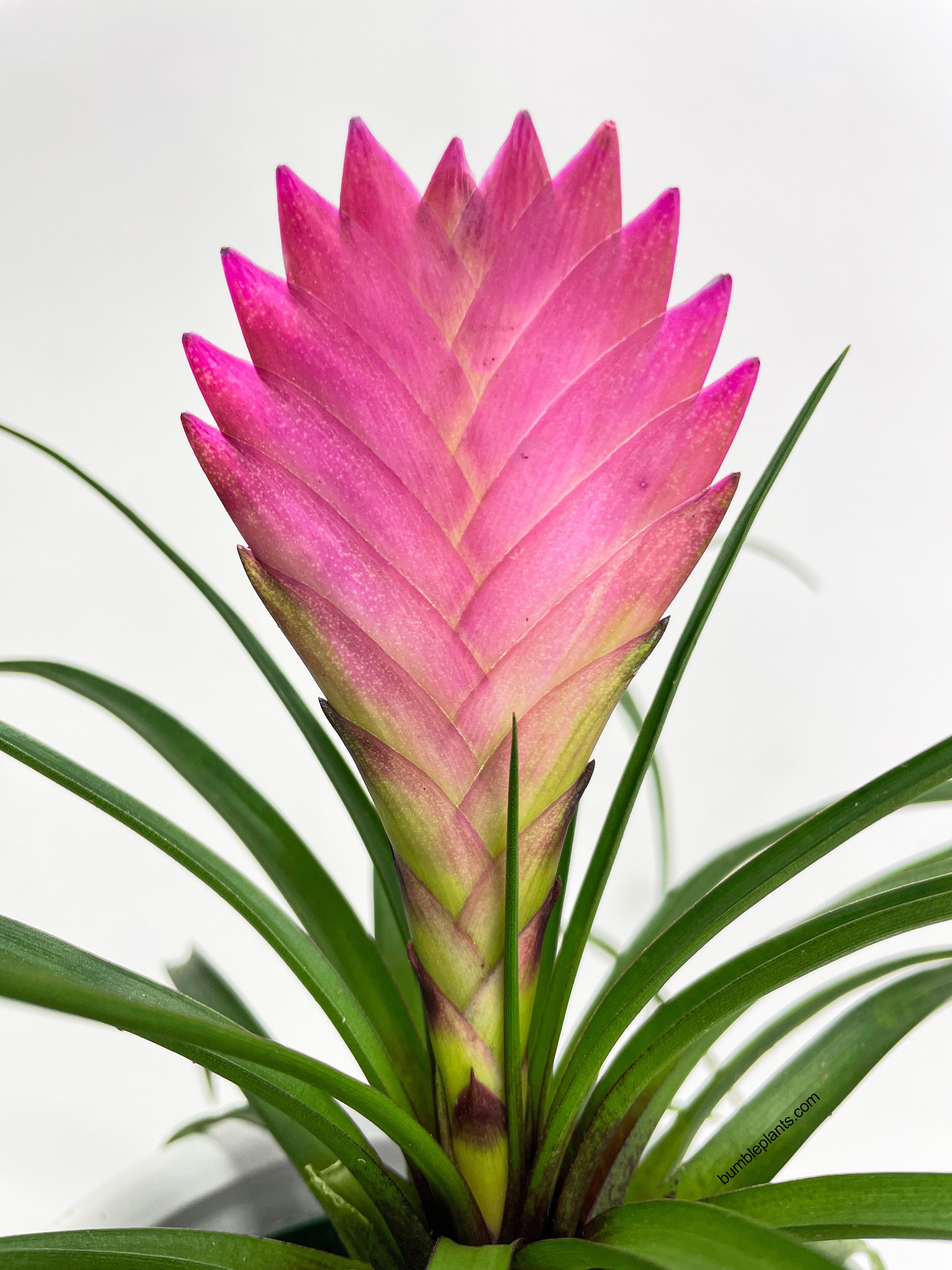 Tillandsia Cyanea 'Pink Quill' Bromeliad by Bumble Plants