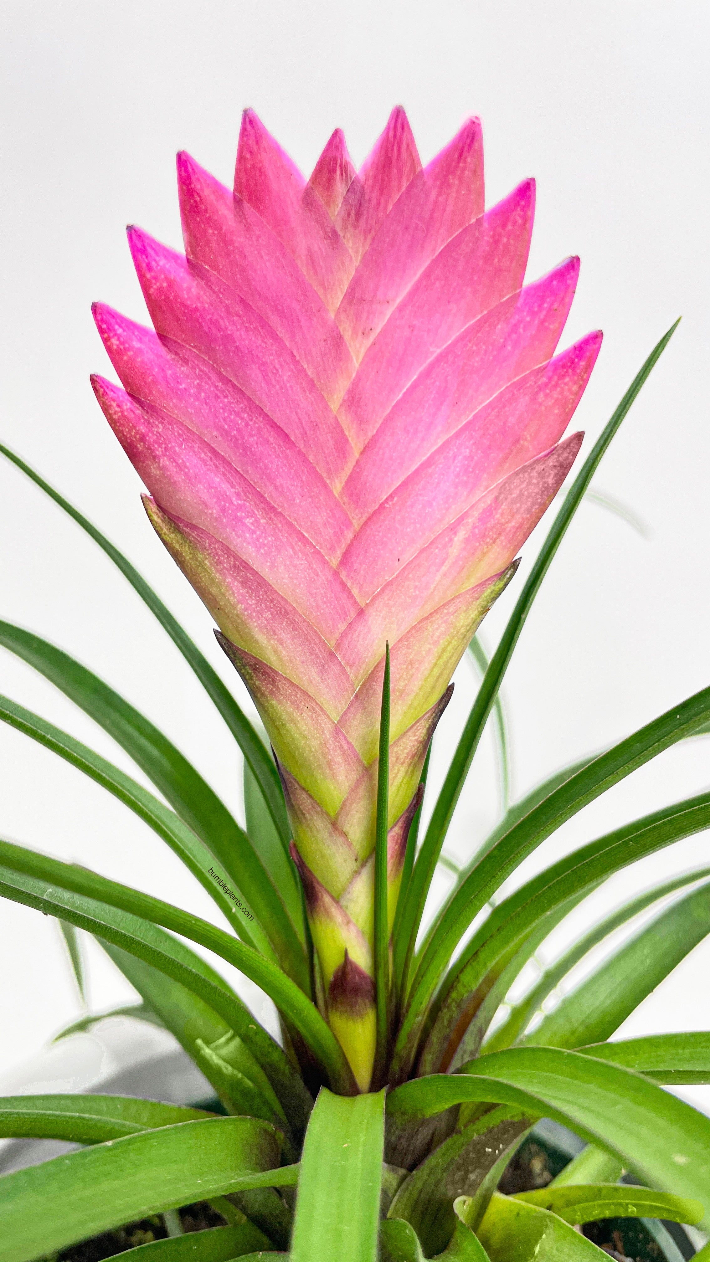 Tillandsia Cyanea 'Pink Quill' Bromeliad by Bumble Plants