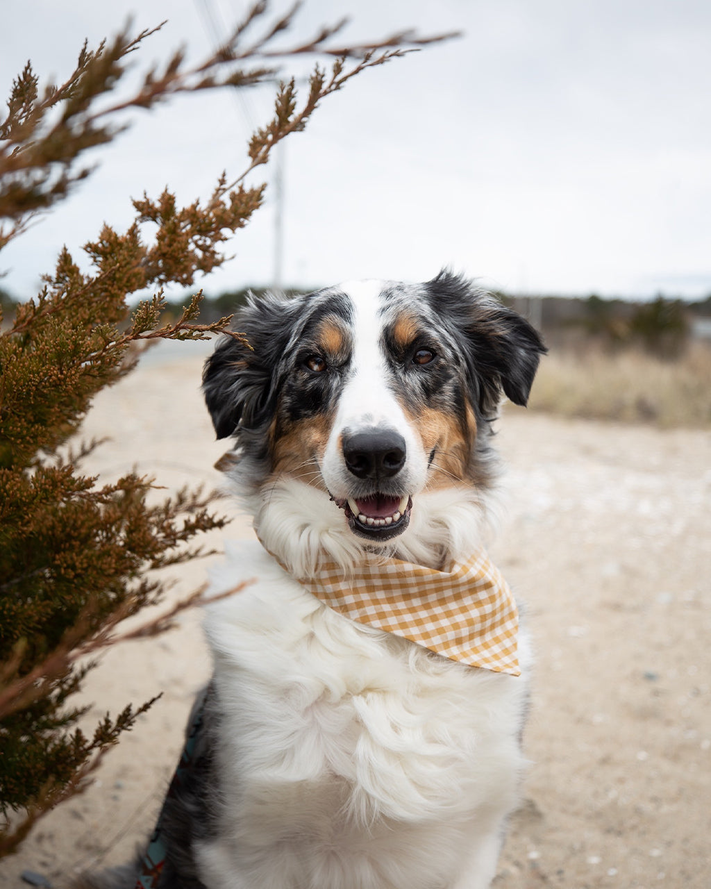 GINGHAM BANDANA by MODERNBEAST