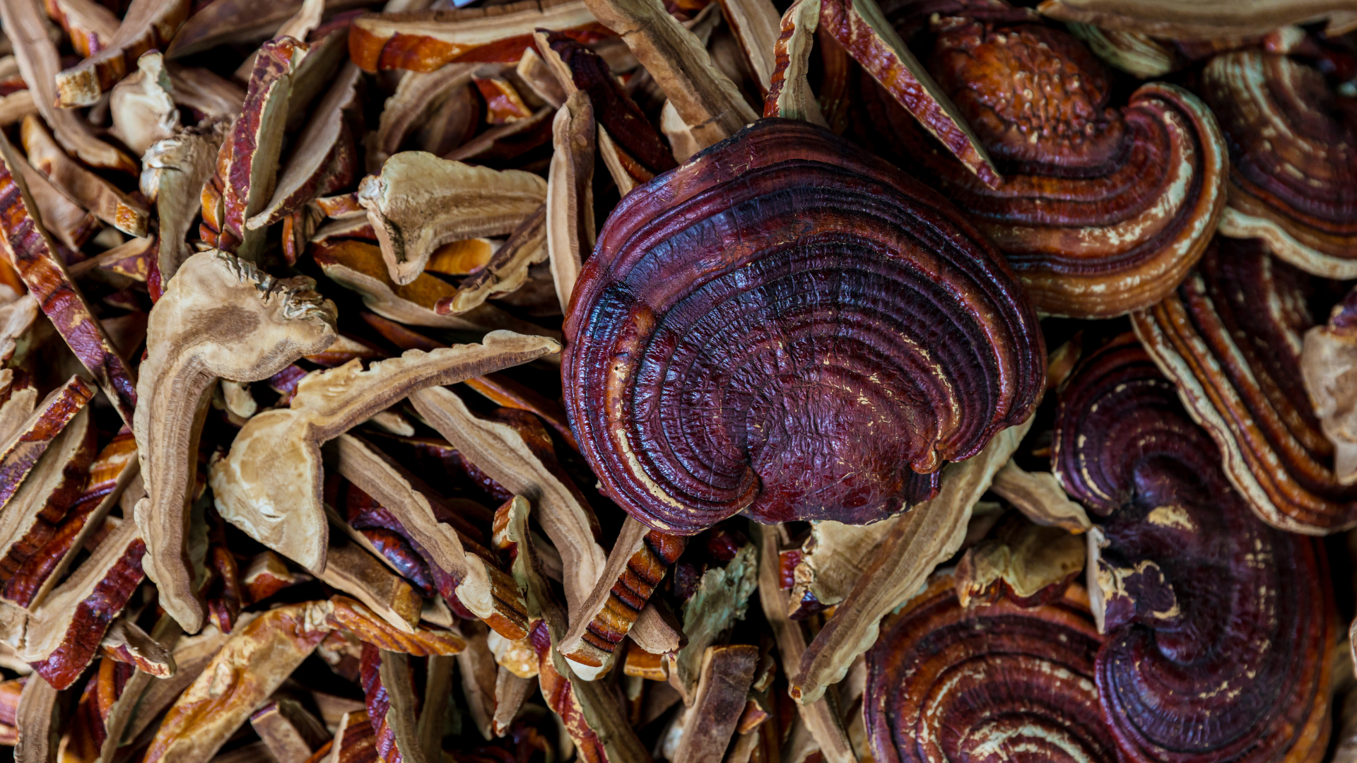 The Shroomy Temple | Wild Reishi Mushroom Tincture by Black Magic Alchemy