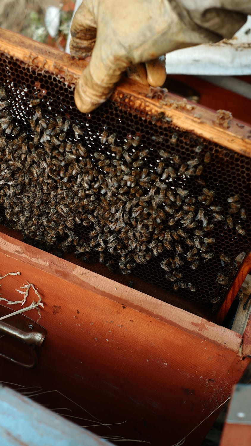 Local Honey | Villa Villa Coola