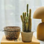 Cereus Cactus in Pot