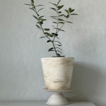 Potted Live Olive Tree – Pre-Order